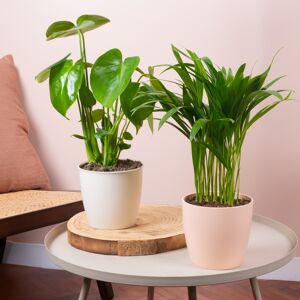 Gardeners Dream Tropical Duo House Plant Bundle - Monstera and Areca Palm Indoor Plant Mix Gardeners Dream Tropical Duo House Plant Bundle - Monstera and Areca Palm Indoor Plant Mix
