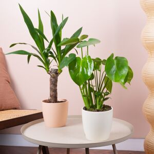 Gardeners Dream Botanical Beauty House Plant Bundle - Monstera and Yucca Indoor Plant Mix Gardeners Dream Botanical Beauty House Plant Bundle - Monstera and Yucca Indoor Plant Mix