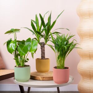 Gardeners Dream Urban Jungle House Plant Bundle - Monstera, Yucca, Areca Palm Indoor Plant Mix Gardeners Dream Urban Jungle House Plant Bundle - Monstera, Yucca, Areca Palm Indoor Plant Mix