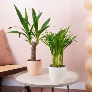Gardeners Dream Indoor Oasis House Plant Bundle - Spineless Yucca, Areca Palm Indoor Plant Mix Gardeners Dream Indoor Oasis House Plant Bundle - Spineless Yucca, Areca Palm Indoor Plant Mix