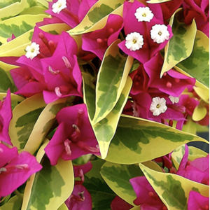 Unbranded Bougainvillea Pink Pixie Queen Plug plant Climber Unbranded Bougainvillea Pink Pixie Queen Plug plant Climber