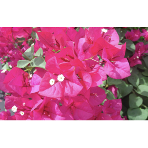 Unbranded Bougainvillea San Diego Red Plug plant Climber Unbranded Bougainvillea San Diego Red Plug plant Climber