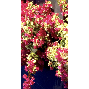 Unbranded Bougainvillea Sunstone Red Plug plant Climber Unbranded Bougainvillea Sunstone Red Plug plant Climber