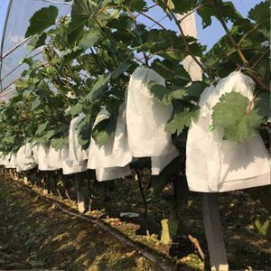 Unbranded (As show, One size) 100 Pcs Garden Grapes Fruit Protection Bag Fruit Forest Vege Unbranded (As show, One size) 100 Pcs Garden Grapes Fruit Protection Bag Fruit Forest Vege
