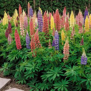Unbranded Mixed Russells Lupine Seeds 1 Lb. Perennial, SelfSowing, Cold Hardy Wildflower Unbranded Mixed Russells Lupine Seeds 1 Lb. Perennial, SelfSowing, Cold Hardy Wildflower