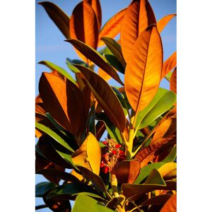 DirectPlants Magnolia Grandiflora Evergreen Magnolia Tree Large 4ft Tall in a 3 Litre Pot DirectPlants Magnolia Grandiflora Evergreen Magnolia Tree Large 4ft Tall in a 3 Litre Pot