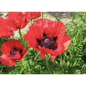 Unbranded Papaver orientale Brilliant Oriental Poppy Plants 6 Plug Plants Unbranded Papaver orientale Brilliant Oriental Poppy Plants 6 Plug Plants
