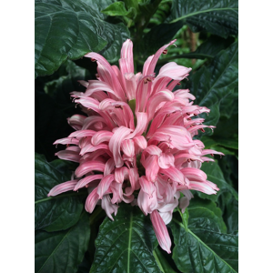 Unbranded Justicia carnea 9cm potted plant Perennial Unbranded Justicia carnea 9cm potted plant Perennial