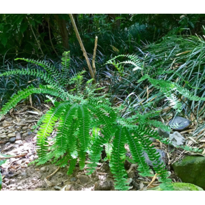 Unbranded Adiantum pedatum Hardy maidenhair Fern Plug plant Unbranded Adiantum pedatum Hardy maidenhair Fern Plug plant