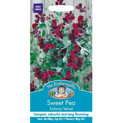 Mr Fothergill's Mr Fothergills - Pictorial Packet - Flower - Sweet Pea - Solway Velvet - 20 Seed Mr Fothergill's Mr Fothergills - Pictorial Packet - Flower - Sweet Pea - Solway Velvet - 20 Seed