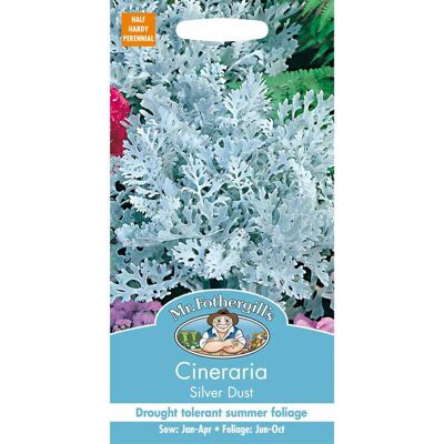 Mr Fothergill's Mr Fothergills - Pictorial Packet - Flower - Cineraria - Silver Dust - 200 Seeds Mr Fothergill's Mr Fothergills - Pictorial Packet - Flower - Cineraria - Silver Dust - 200 Seeds