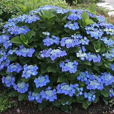 Gardeners Dream Hydrangea macrophylla Teller Blue - Deciduous Hardy Shrub in Pot, Blue Lacecap B Gardeners Dream Hydrangea macrophylla Teller Blue - Deciduous Hardy Shrub in Pot, Blue Lacecap B