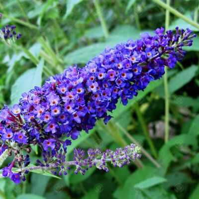 Gardeners Dream - Buddleia davidii Empire Blue - Butterfly Bush - Shrub Gardeners Dream - Buddleia davidii Empire Blue - Butterfly Bush - Shrub