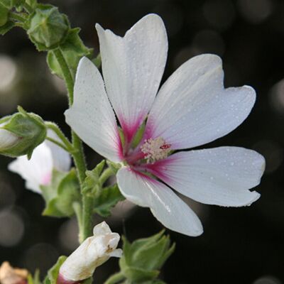 Gardeners Dream Lavatera Mary Hope Tree Mallow - Compact Semi-Evergreen Shrub in Pot, White Flow Gardeners Dream Lavatera Mary Hope Tree Mallow - Compact Semi-Evergreen Shrub in Pot, White Flow