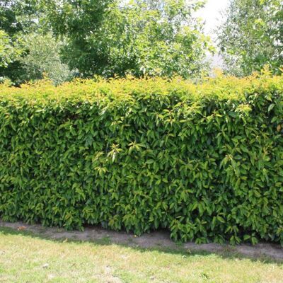 Gardeners Dream (5) Portuguese Laurel Hedging Plants 20-40Cm Prunus Lusitanica Evergreen Hedge P Gardeners Dream (5) Portuguese Laurel Hedging Plants 20-40Cm Prunus Lusitanica Evergreen Hedge P