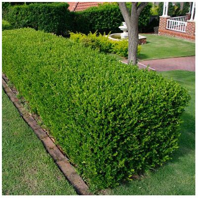 Gardeners Dream 3 X BUXUS SEMPERVIRENS COMMON BOX BUSHY EVERGREEN HEDGING PLANT IN POT Gardeners Dream 3 X BUXUS SEMPERVIRENS COMMON BOX BUSHY EVERGREEN HEDGING PLANT IN POT