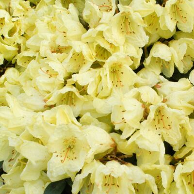 Gardeners Dream Rhododendron Wren (9cm) Gardeners Dream Rhododendron Wren (9cm)