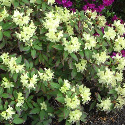Gardeners Dream Rhododendron Princess Anne (9cm) Gardeners Dream Rhododendron Princess Anne (9cm)