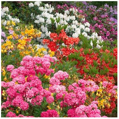 Gardeners Dream 3 X MIXED RHODODENDRONS BUSHY SHRUBS COLOURFUL POTTED GARDEN PLANTS IN POT Gardeners Dream 3 X MIXED RHODODENDRONS BUSHY SHRUBS COLOURFUL POTTED GARDEN PLANTS IN POT