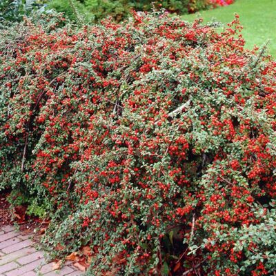 Gardeners Dream (5) Cotoneaster Horizontalis Hedging Plants 20-40Cm Berried Deciduous Hedge Pott Gardeners Dream (5) Cotoneaster Horizontalis Hedging Plants 20-40Cm Berried Deciduous Hedge Pott