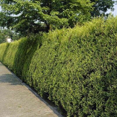 Gardeners Dream (25) Gold Leylandii Hedging Plants 30-50Cm Leyland Dense Evergreen Hedge Potted Gardeners Dream (25) Gold Leylandii Hedging Plants 30-50Cm Leyland Dense Evergreen Hedge Potted