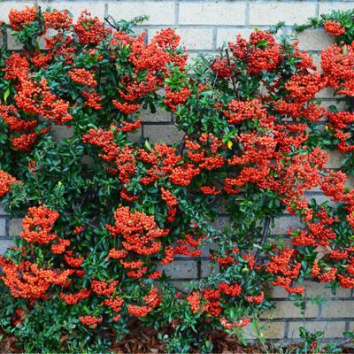 Gardeners Dream (10) Red Firethorn Hedging Plants 20-40Cm Pyracantha Red Column Evergreen Hedge Gardeners Dream (10) Red Firethorn Hedging Plants 20-40Cm Pyracantha Red Column Evergreen Hedge