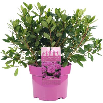 Gardeners Dream Azalea Japonica Pink Colourful Evergreen Outdoor Garden Shrub Plant In 2L Pot Gardeners Dream Azalea Japonica Pink Colourful Evergreen Outdoor Garden Shrub Plant In 2L Pot