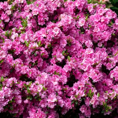 Gardeners Dream Azalea japonica Pink (2L) V1 Gardeners Dream Azalea japonica Pink (2L) V1
