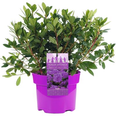 Gardeners Dream - Azalea Japonica - Purple - Garden Plant Gardeners Dream - Azalea Japonica - Purple - Garden Plant