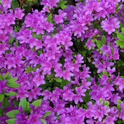 Gardeners Dream Azalea japonica Purple (2L) V1 Gardeners Dream Azalea japonica Purple (2L) V1