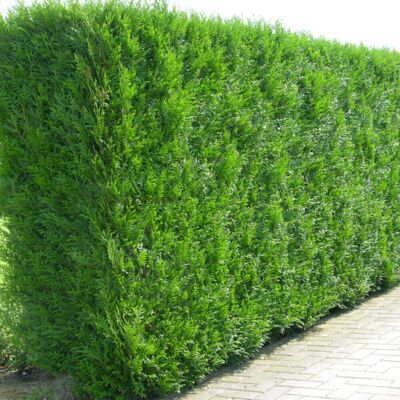 Gardeners Dream (10) Western Red Cedar Hedging Plants 20-40Cm Thuja Atrovirens Evergreen Hedge P Gardeners Dream (10) Western Red Cedar Hedging Plants 20-40Cm Thuja Atrovirens Evergreen Hedge P