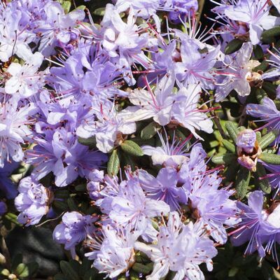 Gardeners Dream Rhododendron 'Impeditum' Evergreen Hardy Compact Garden Shrub Plant 9cm Pot Gardeners Dream Rhododendron 'Impeditum' Evergreen Hardy Compact Garden Shrub Plant 9cm Pot