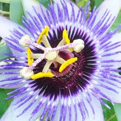 Gardeners Dream Passiflora 'Damsel's Delight' Passion Flower Hardy Shrub Climber 9cm Pot Gardeners Dream Passiflora 'Damsel's Delight' Passion Flower Hardy Shrub Climber 9cm Pot