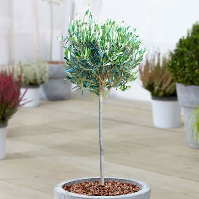 Gardeners Dream (1) Olive 'Olea Europa' Tree Hardy Ornamental Potted Trees For Small Gardens 2 Gardeners Dream (1) Olive 'Olea Europa' Tree Hardy Ornamental Potted Trees For Small Gardens 2