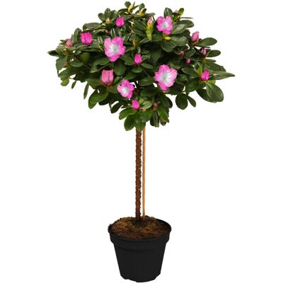 Gardeners Dream (Pink) Azalea Japonica Tree Trees For Small Gardens Border Patio Potted Plant Gardeners Dream (Pink) Azalea Japonica Tree Trees For Small Gardens Border Patio Potted Plant