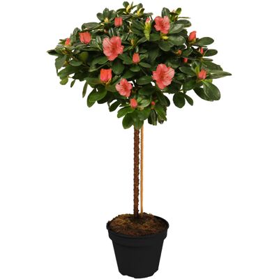 Gardeners Dream (Orange) Azalea Japonica Tree Trees For Small Gardens Border Patio Potted Plan Gardeners Dream (Orange) Azalea Japonica Tree Trees For Small Gardens Border Patio Potted Plan