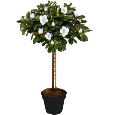 Gardeners Dream (White) Azalea Japonica Tree Trees For Small Gardens Border Patio Potted Plant Gardeners Dream (White) Azalea Japonica Tree Trees For Small Gardens Border Patio Potted Plant