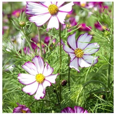 Unwins Grow Your Own Garden Flowers Cosmos Tip Top Picotee Seeds Unwins Grow Your Own Garden Flowers Cosmos Tip Top Picotee Seeds