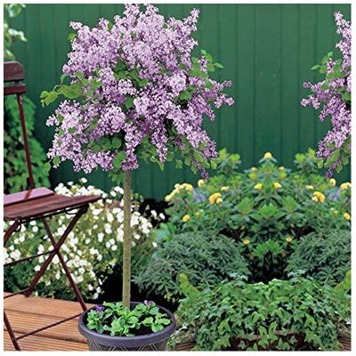 Thompson & Morgan Scented Purple Lilac Dwarf Standard Tree Flowers Hardy Shrub Outdoor Garden Plan Thompson & Morgan Scented Purple Lilac Dwarf Standard Tree Flowers Hardy Shrub Outdoor Garden Plan