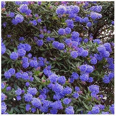 Carbeth plants 2 X Ceanothus 'Blue Diamond' Californian Lilac Evergreen Shrub - Great Hedging P Carbeth plants 2 X Ceanothus 'Blue Diamond' Californian Lilac Evergreen Shrub - Great Hedging P