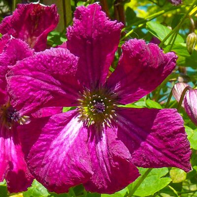 Gardeners Dream Clematis Rubra Plant Flower Garden Climber Border Patio Trellis Plants 9cm Pot Gardeners Dream Clematis Rubra Plant Flower Garden Climber Border Patio Trellis Plants 9cm Pot