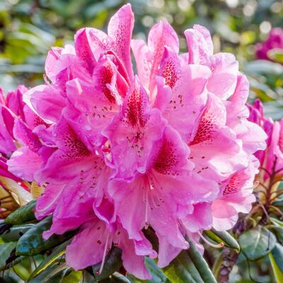 Gardeners Dream Rhododendron Cosmopolitan Evergreen Outdoor Garden Shrub Pink Flowering Plant Gardeners Dream Rhododendron Cosmopolitan Evergreen Outdoor Garden Shrub Pink Flowering Plant