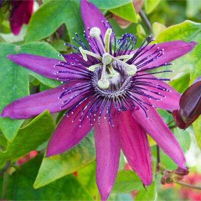 Gardeners Dream Passiflora Beervelde Passion Flower Garden Climber Climbing Semi Evergreen Plant Gardeners Dream Passiflora Beervelde Passion Flower Garden Climber Climbing Semi Evergreen Plant
