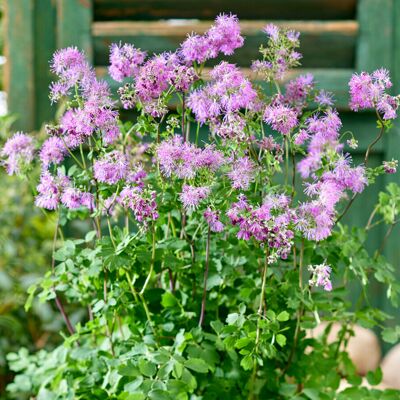 Gardeners Dream Thalictrum Little Pinkie Hardy Perennial Plants Garden Ready with Summer Flowers Gardeners Dream Thalictrum Little Pinkie Hardy Perennial Plants Garden Ready with Summer Flowers