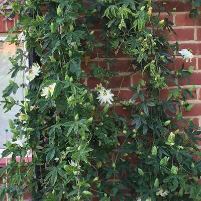 Gardeners Dream Passiflora 'Snow Queen' White Passion Flower Hardy Shrub Climber 9cm Pot Gardeners Dream Passiflora 'Snow Queen' White Passion Flower Hardy Shrub Climber 9cm Pot