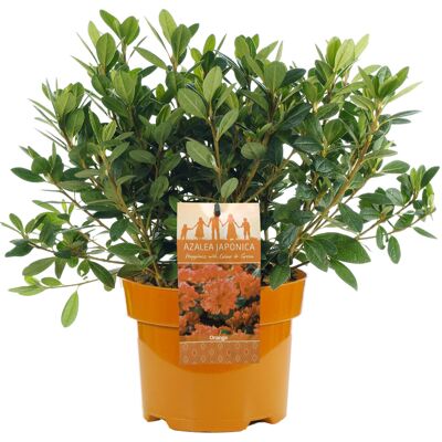 Gardeners Dream Azalea Orange (2L) Gardeners Dream Azalea Orange (2L)