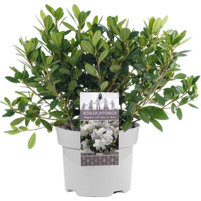 Gardeners Dream Azalea White (2L) Gardeners Dream Azalea White (2L)