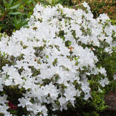 Gardeners Dream Azalea White - 2L - Azalea Gardeners Dream Azalea White - 2L - Azalea