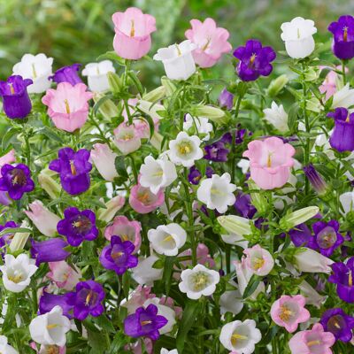 Gardeners Dream Campanula Mix Alpine Plants Outdoor Garden Ready Flowers Ready to Plant 6 Pack Gardeners Dream Campanula Mix Alpine Plants Outdoor Garden Ready Flowers Ready to Plant 6 Pack