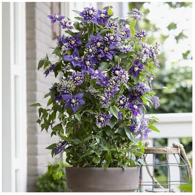 YouGarden Clematis Taiga, Established Climbing Plant in 9cm Pot with Unique Summ YouGarden Clematis Taiga, Established Climbing Plant in 9cm Pot with Unique Summ